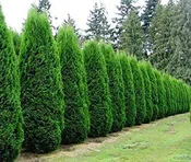 Arborvitae, Emerald Green