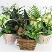 8" Dish Garden