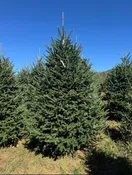 Fraser Fir