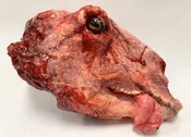 Decayed Sheep Head — The Best Halloween Store Ever!