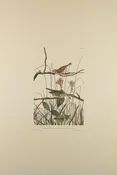 Plate 109-Savannah Finch — Taylor Clark Gallery