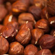 #1008 Aria Raw Unsalted Filberts / Hazelnuts (Shelled) - Parrot Treat & Training Reward - 3oz