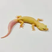 Adult Group 2.1 Tremper Super Snow Murphy Patternless Leopard Gecko LBG-16