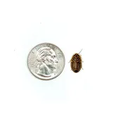1/4" Small Dubia Roaches