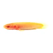 Albino Senegal Bichir
