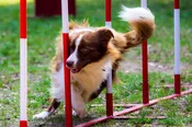 Intermediate Agility
