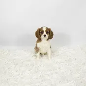 Cavalier King Charles