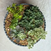 Succulent Garden - Dark Round Ceramic Bowl