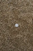 3/8" Minus California Gold DG