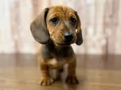 Dachshund – 4397