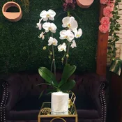 Snowflake Orchid