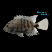 Black Belt Cichlid (Vieja maculicauda)