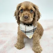 Cocker Spaniel (M)- 31289