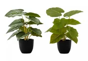 13" Epipremnum Plant With 4" Black Pot - Green - Set Of Two