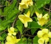 Cat’s Claw Herbal Tincture
