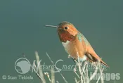 Allen’s Hummingbird male Tekiela IMG_049_030326.jpg