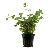 Rotala rotundifolia by Tropica