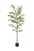 8' Shady Lady Tree