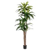 7' Dracaena Tree- UV Treated
