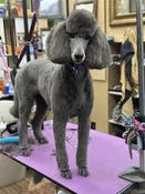 Full Grooming — Country Critters Uptown