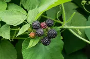 Black Raspberry