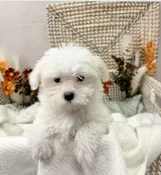 Casper
