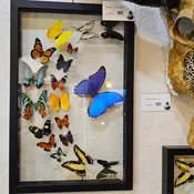 Butterfly (18)