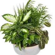 Large Dish Garden Plant