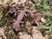 Leopard Gecko – 5