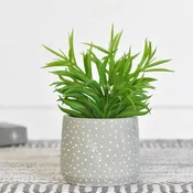 7" POTTED SUCCULENT PDH032