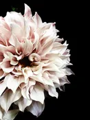 Dahlia 12