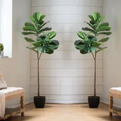 Fiddle-Leaf Fig Tree (2 PCs)