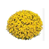 10″ HB : MUM VERITAS YELLOW (L)