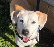 Mixed Breed Dogs