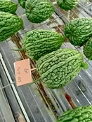 Balsam Pear: BAP-3596