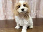 Cockapoo – 4389