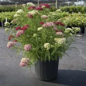 ACHILLEA ‘Firefly Diamond’ - 1 Gallon