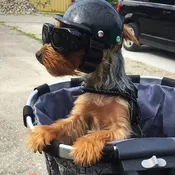 Motorcycle Helmet