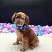 Hippo Mini