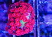 Blood Field Goniopora