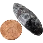 Ammonite Orthos
