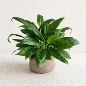 gree plant