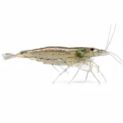 Amano Shrimp for Sale