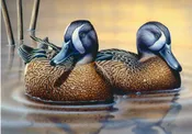 "Blue-Winged Teal"