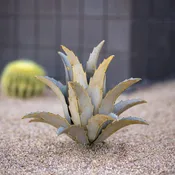 Americana Agave