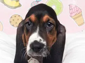 Basset Hound – 49396