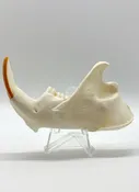 Beaver Mandible — Rest in Pieces