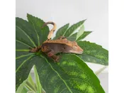 Assorted Baby Crested Geckos – 18643