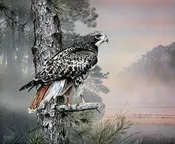 Morning Watch – Red-tailed Hawk