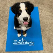 Animal Behavior Center Yoga style Station mat